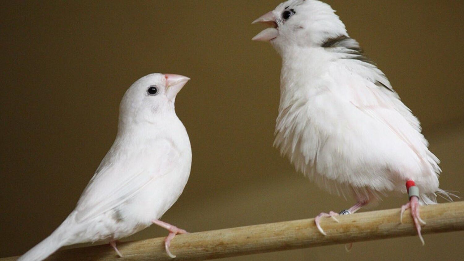 birdsz_featured