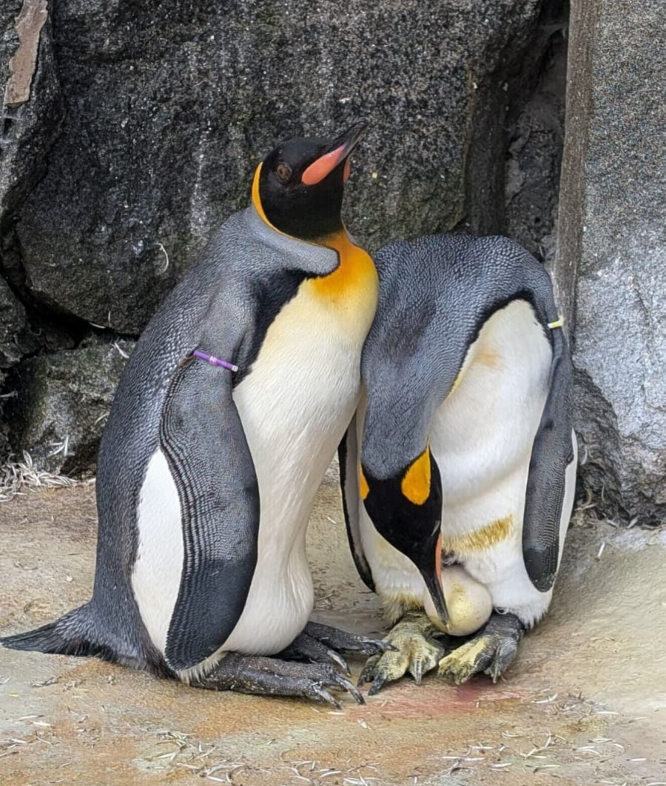 Scotlandís first king penguin egg in 17 years has been laid at the Royal Zoological Society of Scotlandís (RZSS) Edinburgh Zoo.