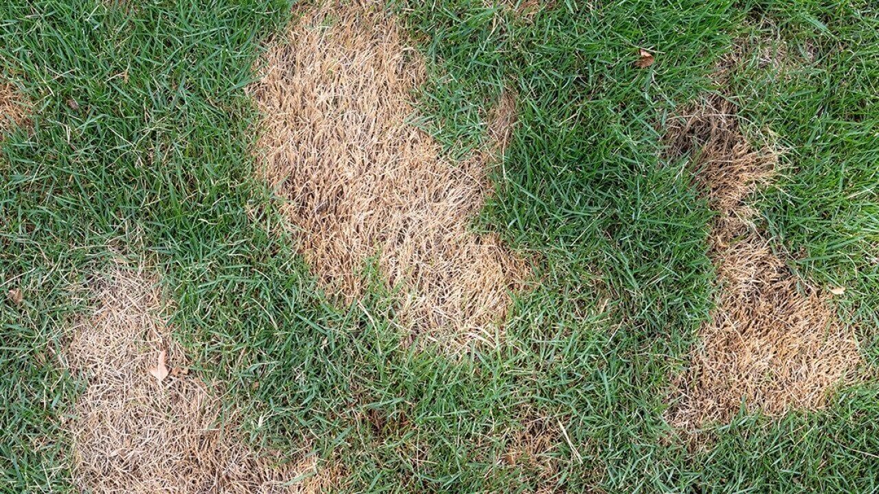 More heat, more pests: Top tips to safeguard your lawn before summer