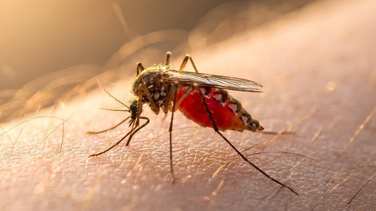 Why do mosquito bites itch? The science and how to stop it