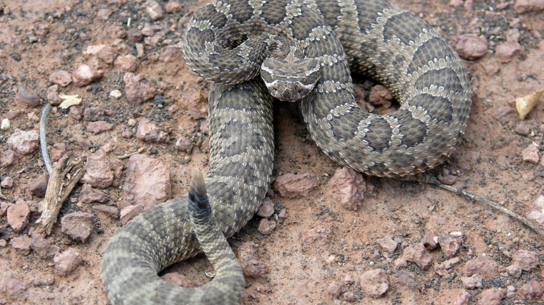 Young Boy Bitten By Rattlesnake At Damselfly Boat Launch Near Madison River