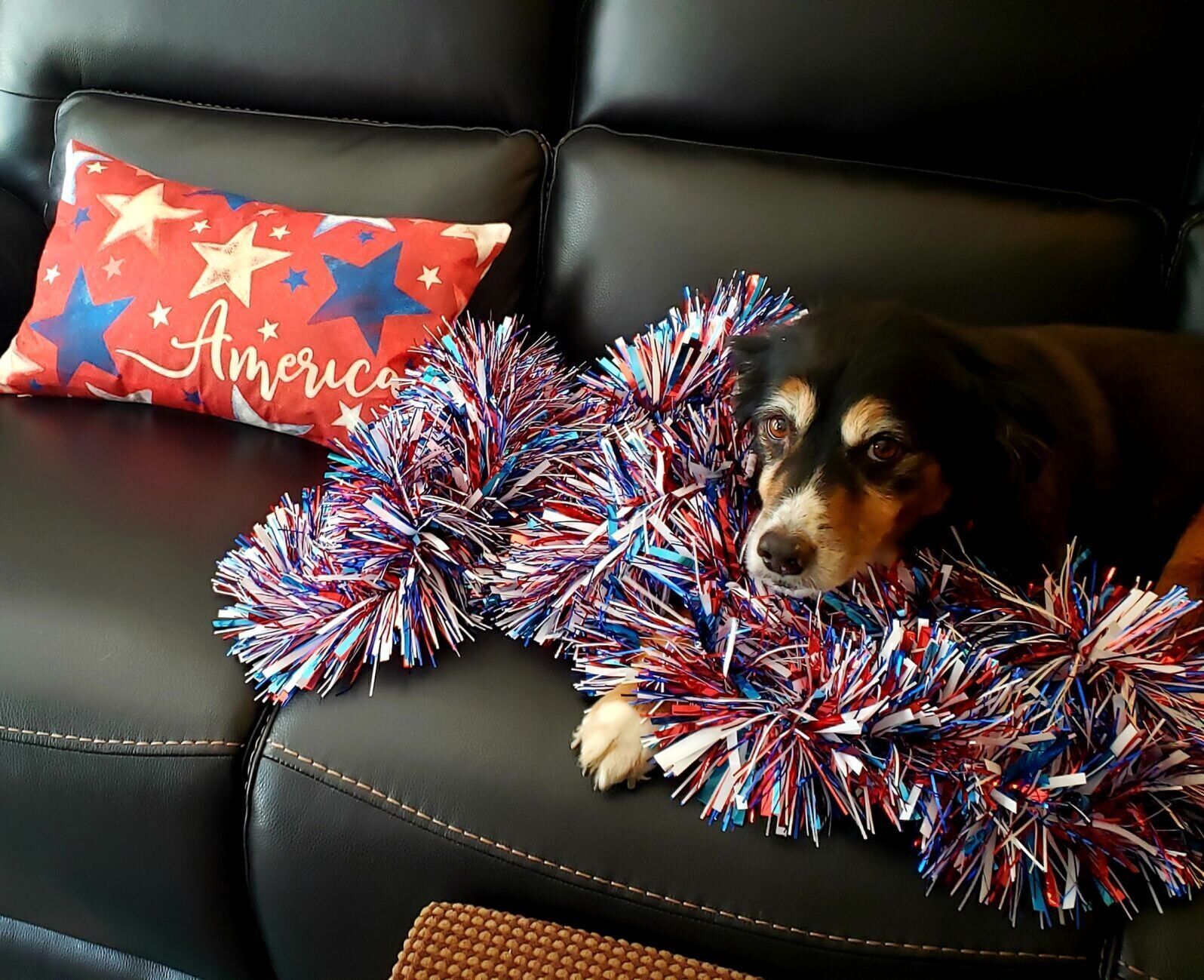PATRIOTIC PUP