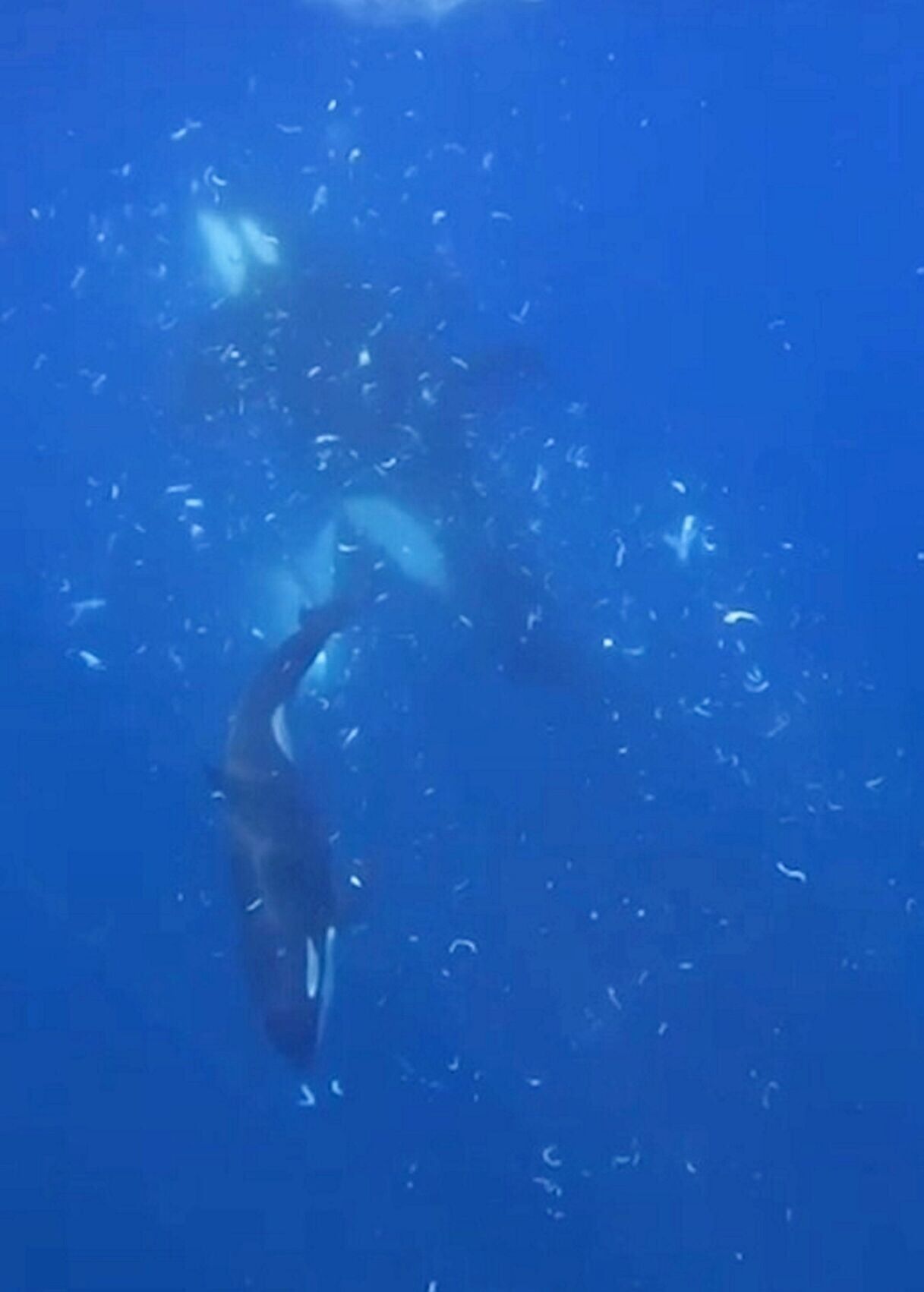 Orcas caught on camera ramming one of worlds heaviest fish so hard it exploded