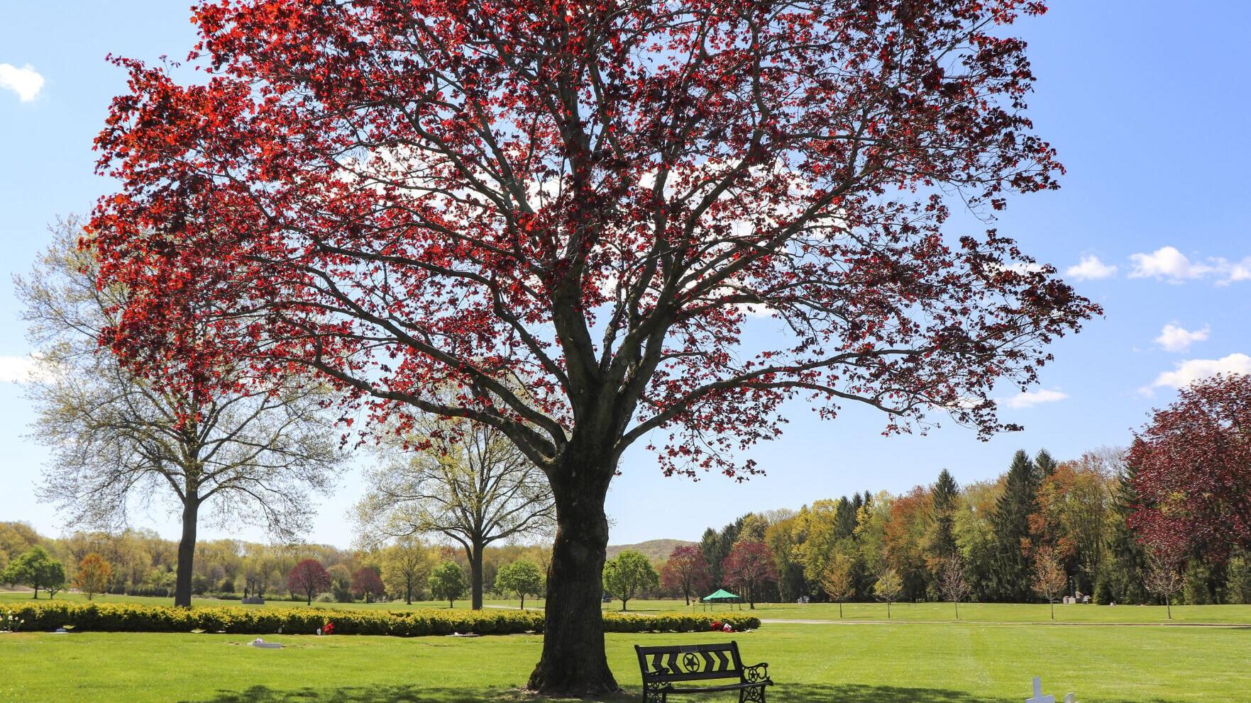 Set amid the natural beauty of **Christ the King Cemetery in Franklin Lakes, New Jersey**, this peaceful landscape offers a quiet place for prayer, reflection, and remembrance. Expansive lawns, lush trees and greenery, meaningful liturgical statues, and...