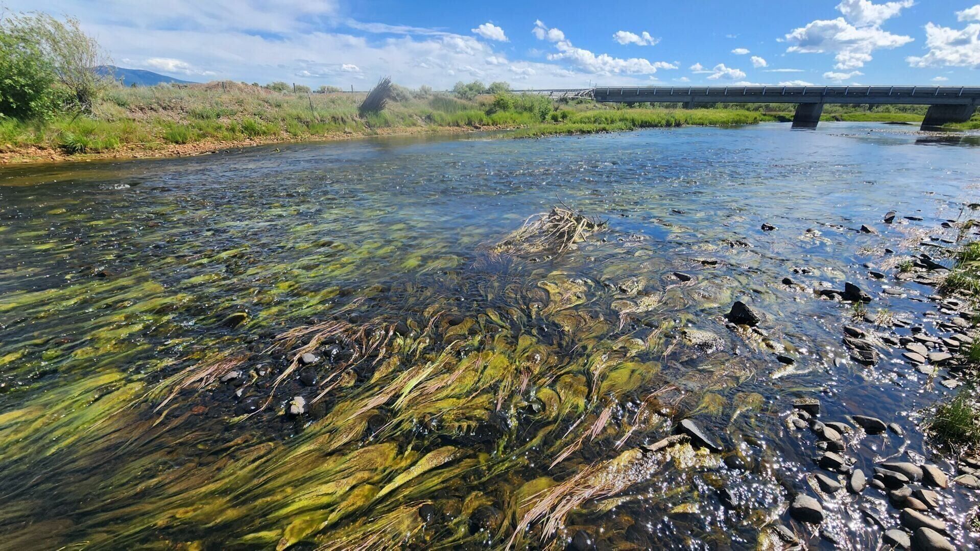 Algal bloom 2025