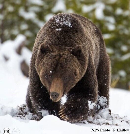 Grizzly bears