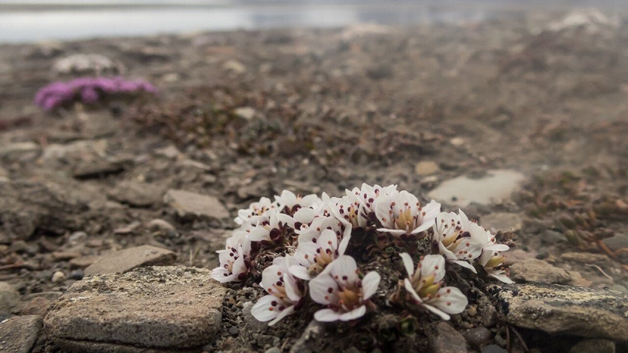 In his latest book, David George Haskell shows how flowers made our world