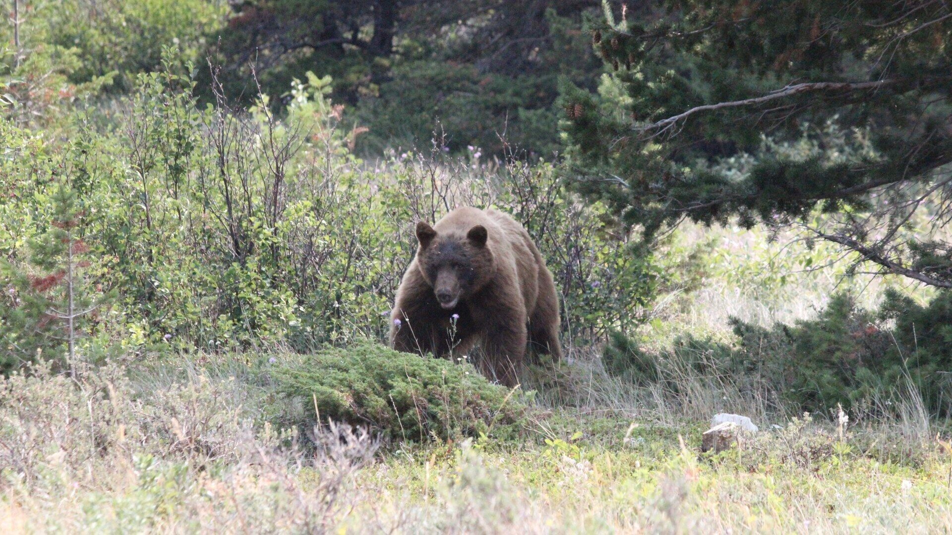 Black Bear - The Vault