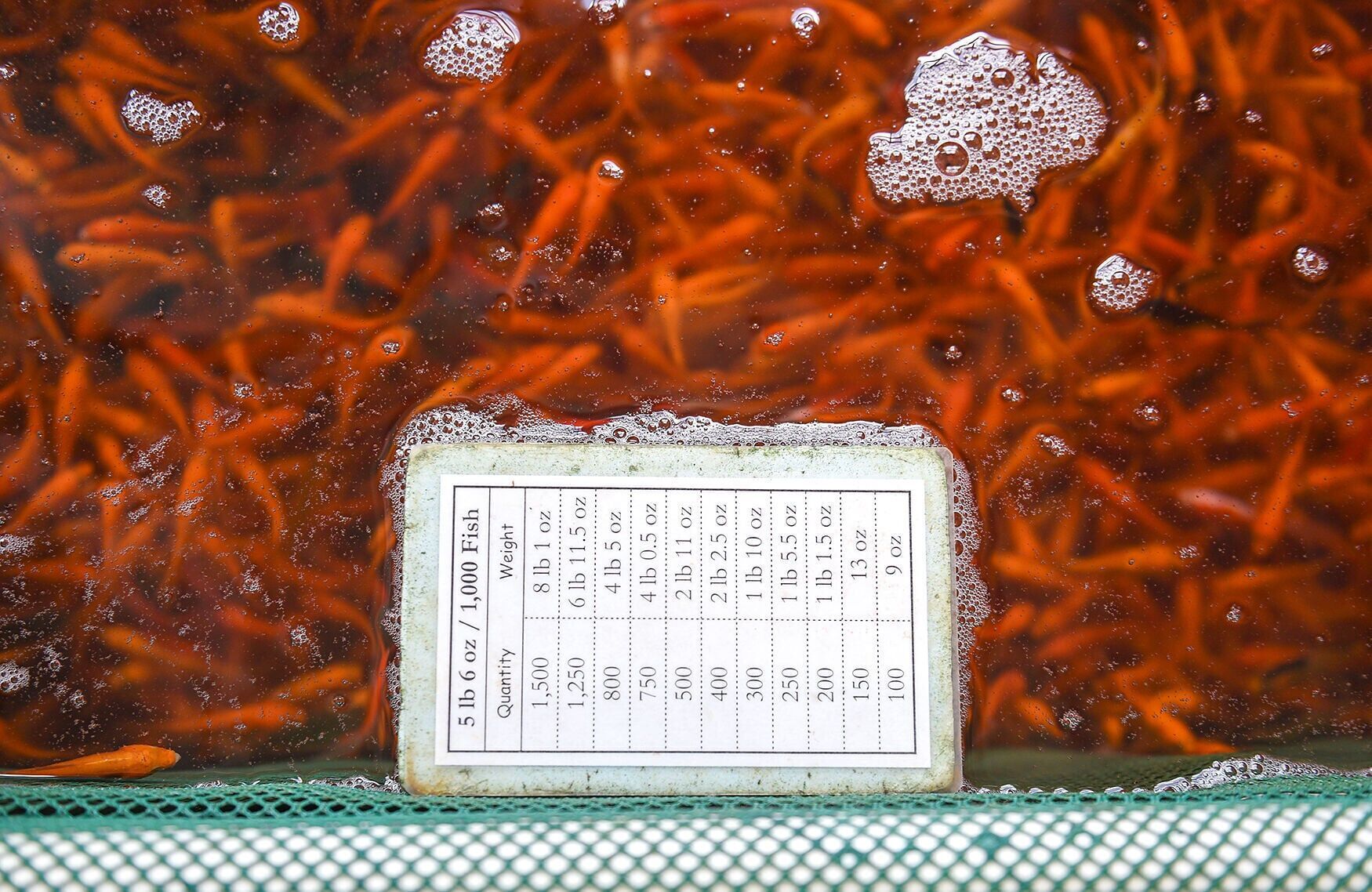 A weight reference floats above a tank of goldfish