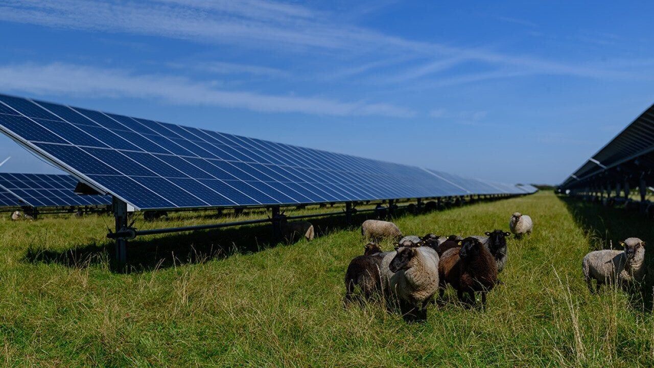 Finding middle ground in the solar debate with agrivoltaics