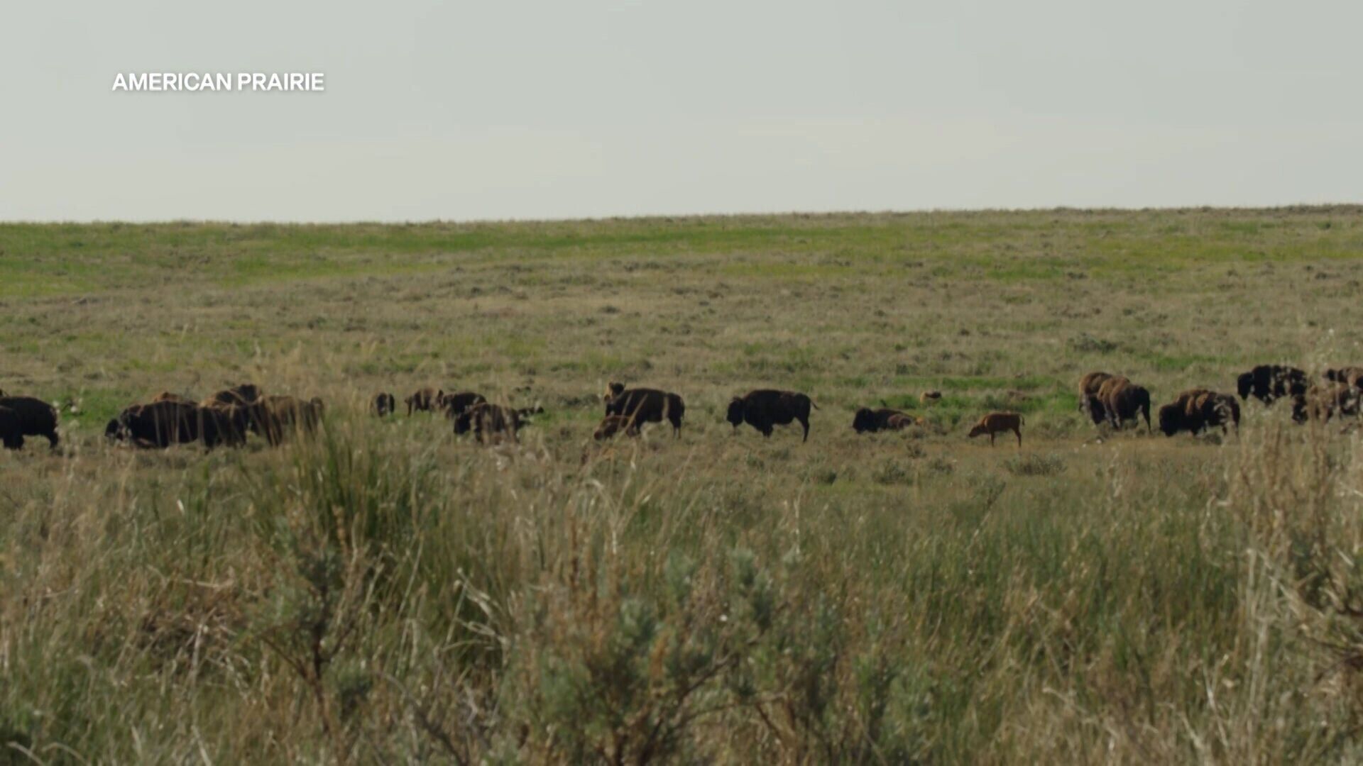 American Prairie bison grazing lawsuit update