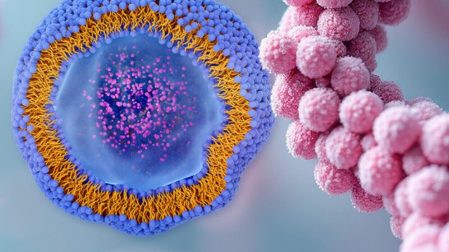BioResolve Peptide and GTxResolve Lipid Columns are the first columns Waters has introduced to market specifically QC batch-tested for GLP-1 analysis and lipid nanoparticles, solving a longstanding customer pain point.
