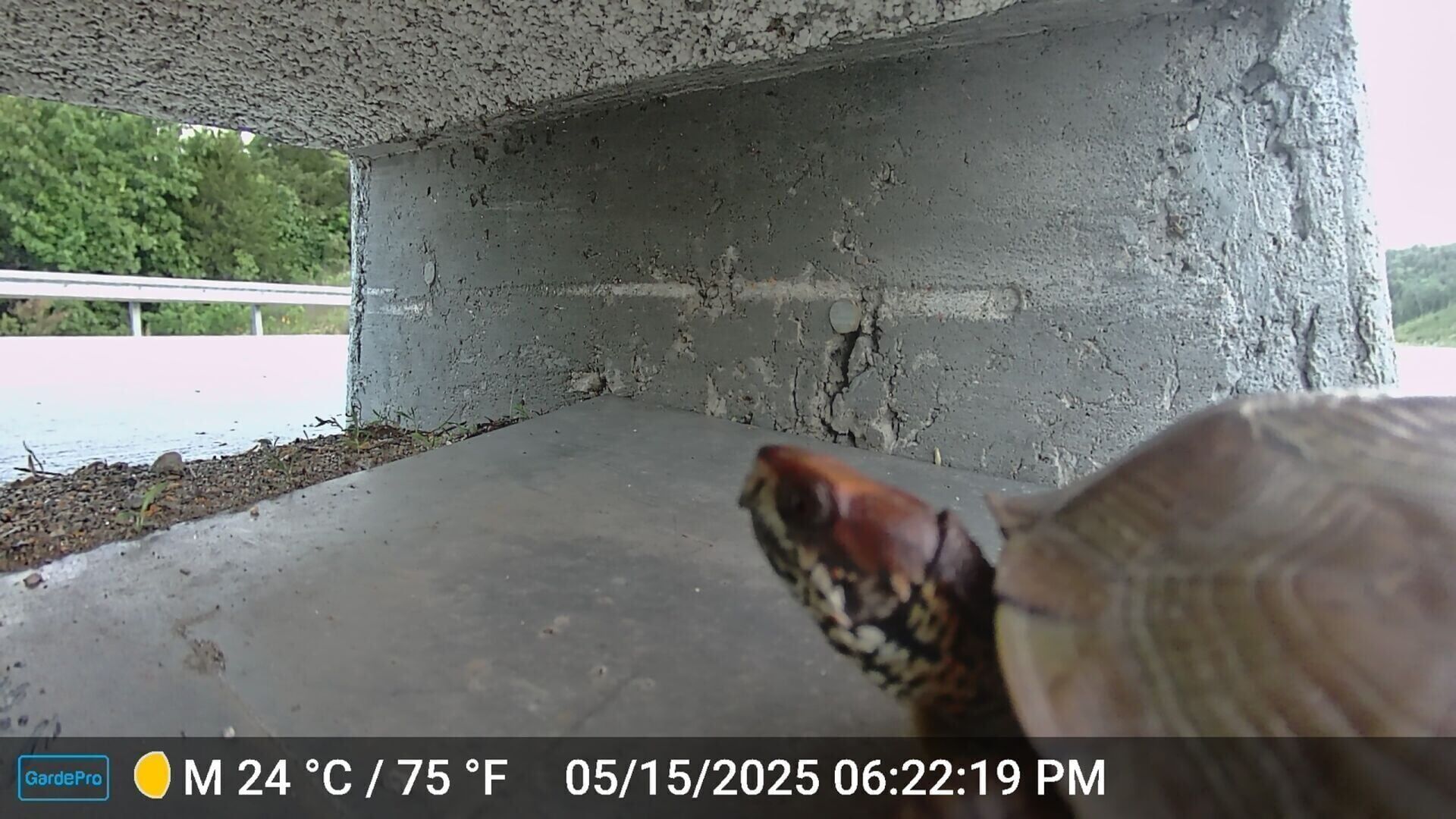 Wildlife crossings box turtle
