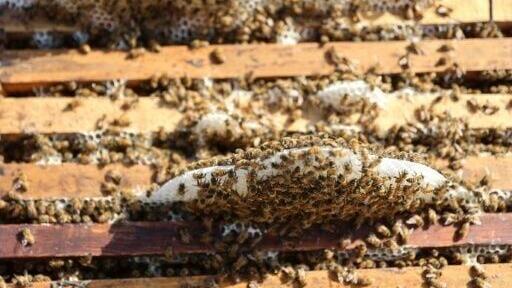 Only around 35 of Ibrahim Al-Dabba's hives remain
