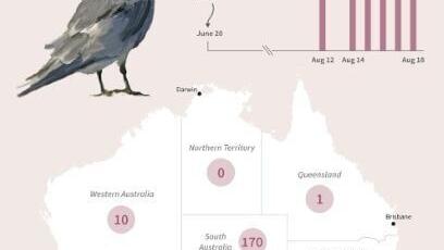 H5N1 bird flu was detected in Australia in June 2026
