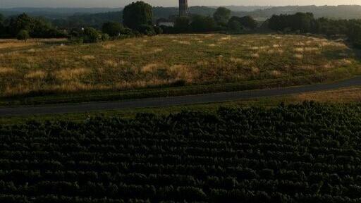 Successive heatwaves, compounded by wildfires and drought, disrupted life for France's winegrowers