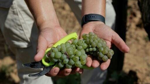 The war launched by Russia, now well into its fifth year, has not spared Ukraine's wine-making industry