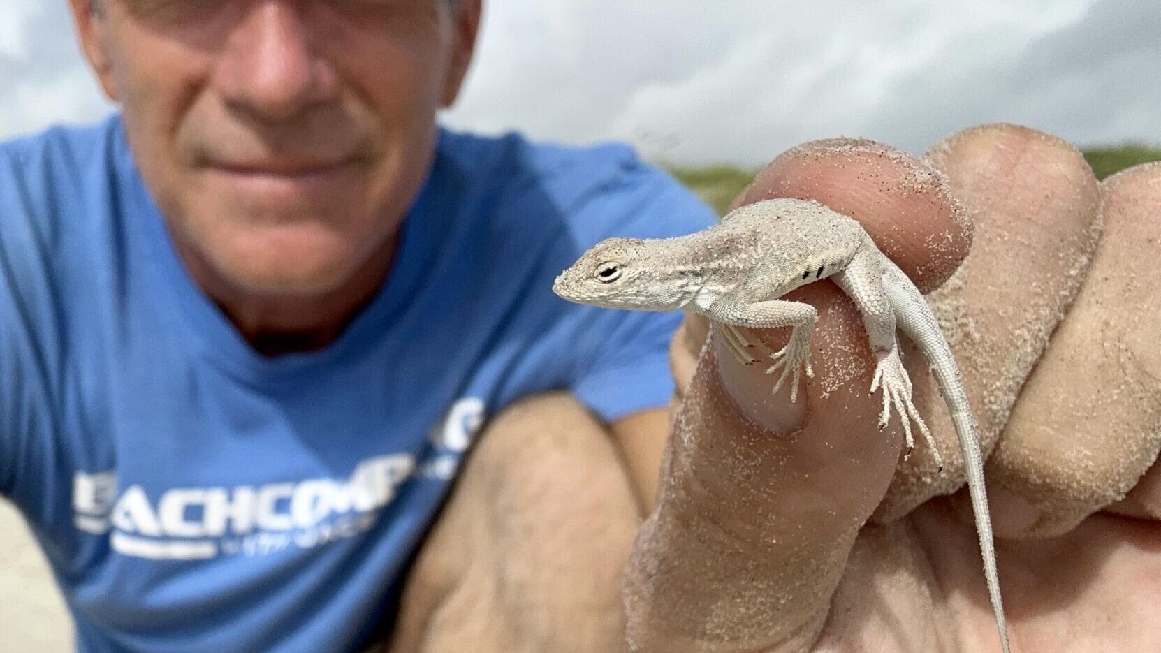 Jace Tunnell holding a keeled earless lizard at the beach.jpg