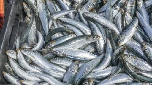 South Africa's sardine stocks are already low
