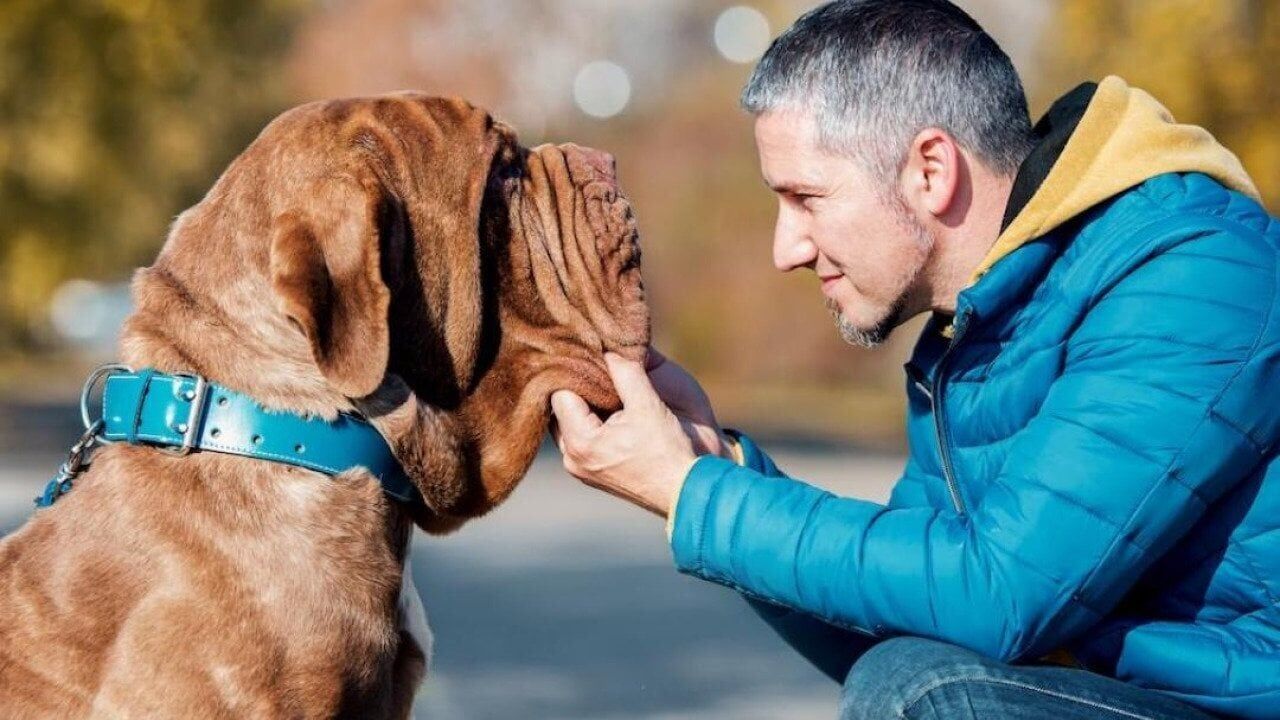 Where does your dog rank on a list of the 50 biggest breeds, according to the American Kennel Club?