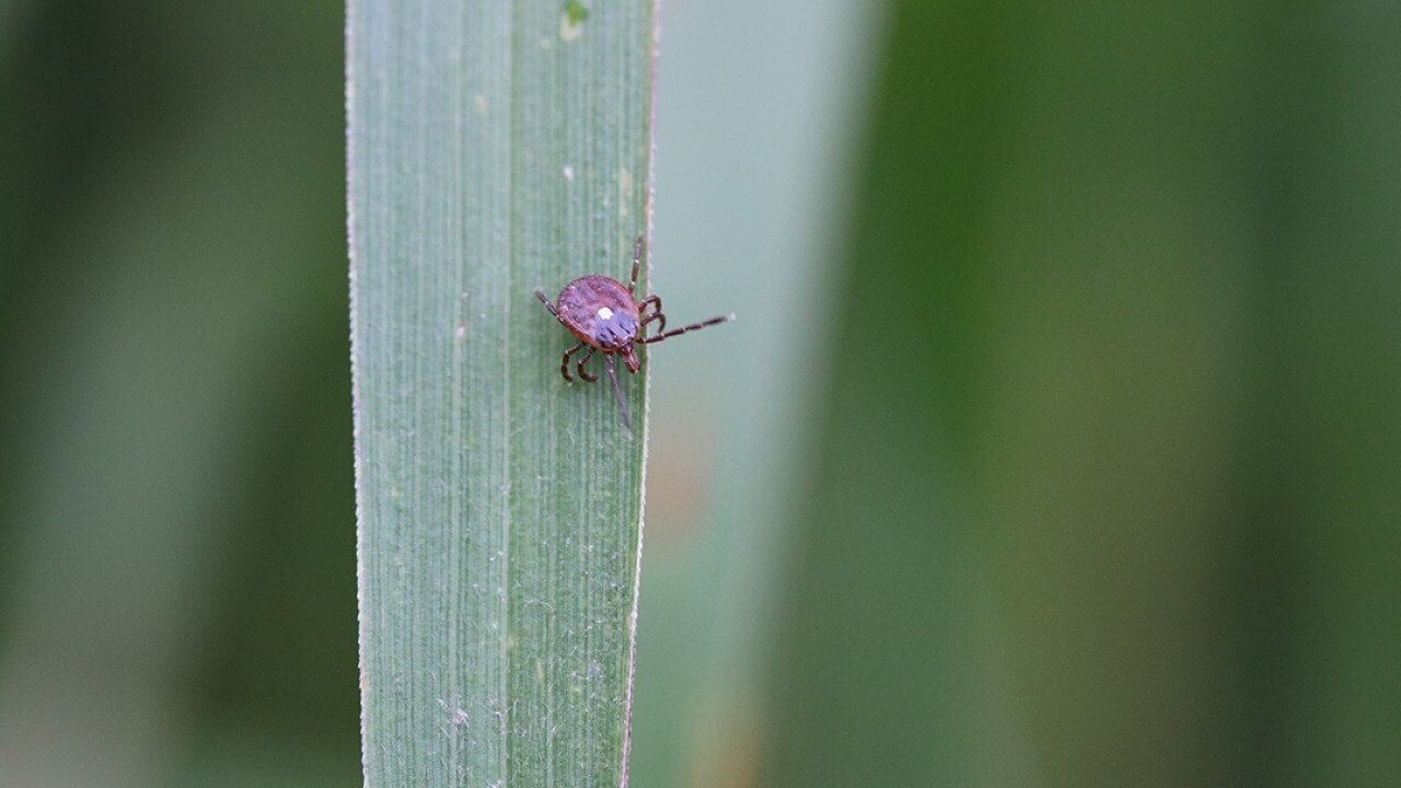 Alpha-gal syndrome red meat allergy from ticks