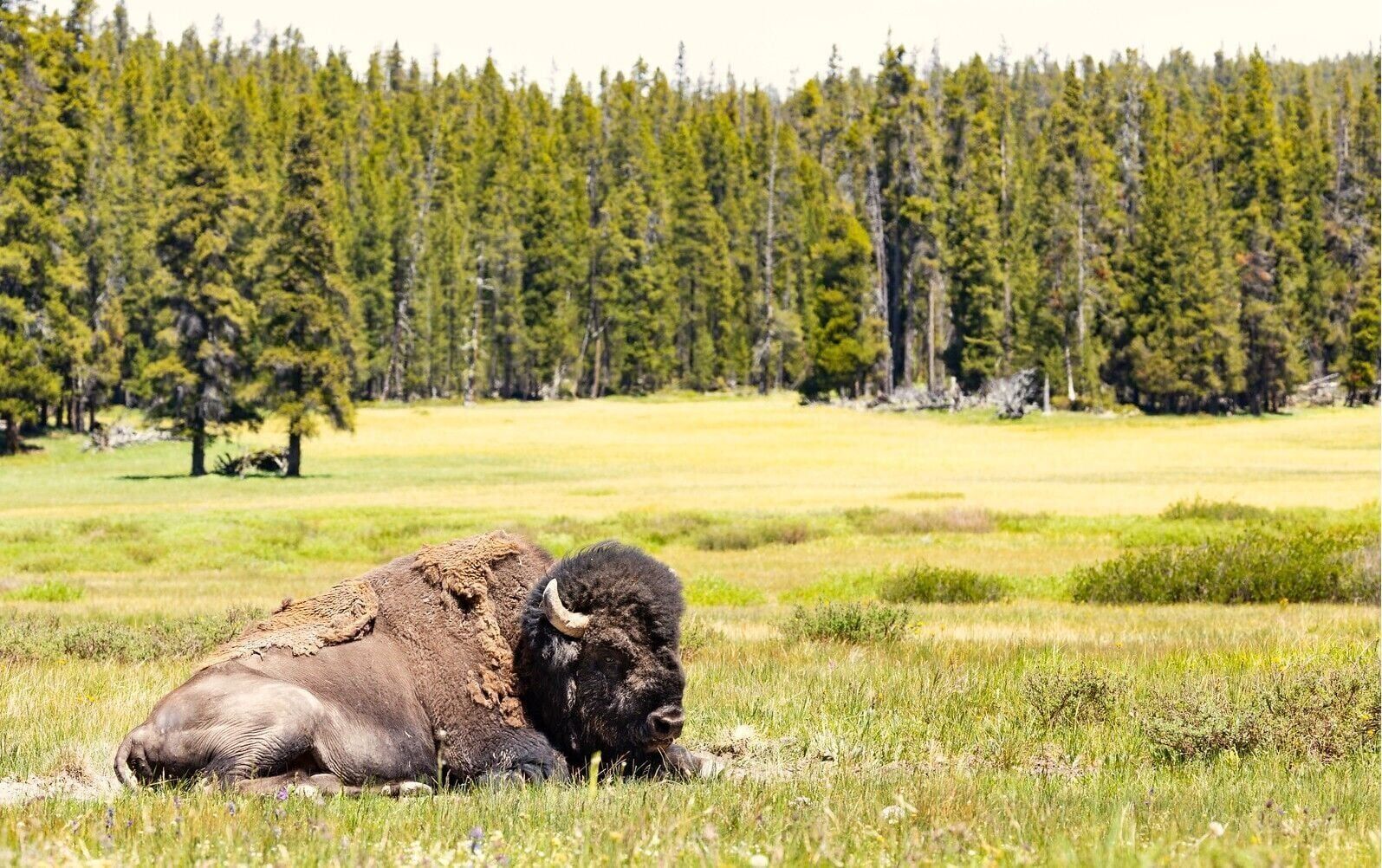 Bull wallow
