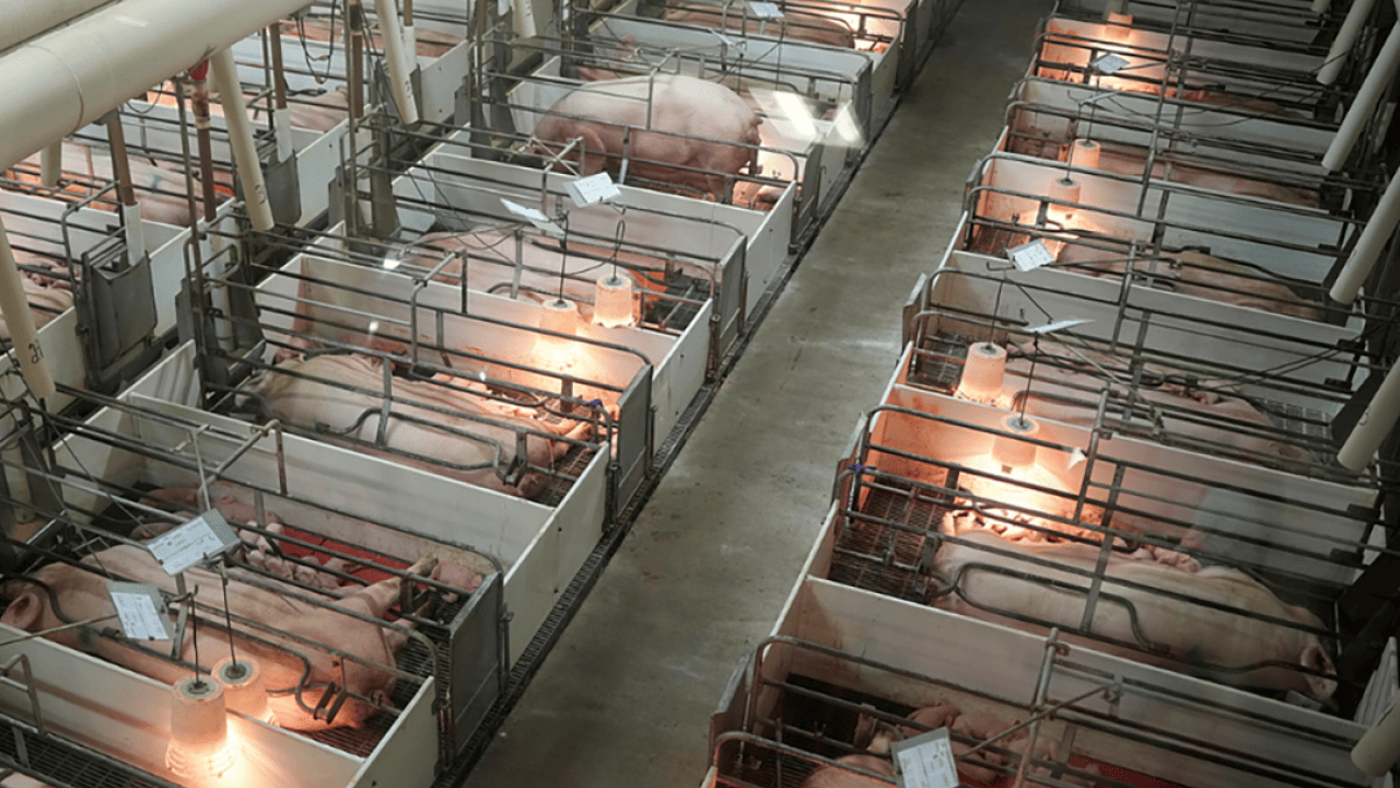 Senate Ag Committee set to spare this animal welfare law, for now