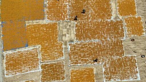 Date season arrives in July, when temperatures in Sindh regularly hit the mid-40 degrees Celsius
