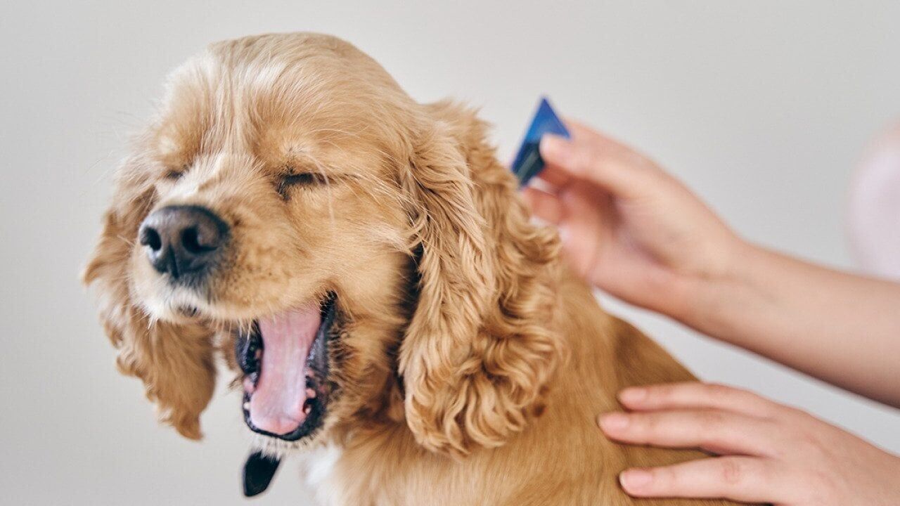 How to spot and get rid of fleas on your dog