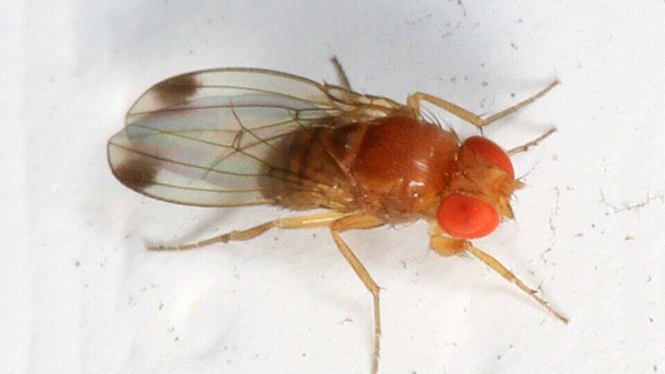 Spotted-Wing Drosophila Fly