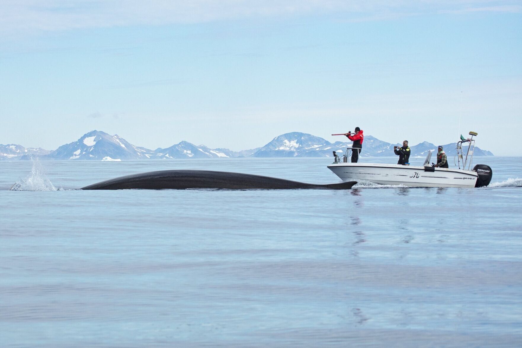 Whales drawn to “feeding frenzies” within Arctic Circle by warming waters