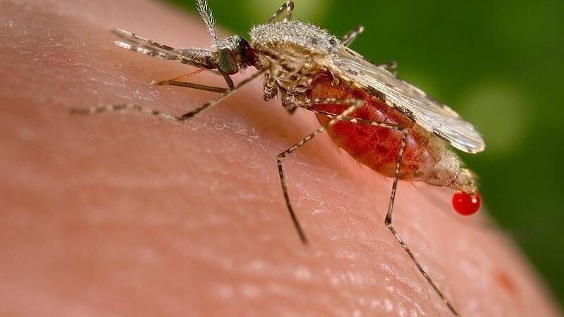 Mosquito - Centers for Disease Control and Prevention
