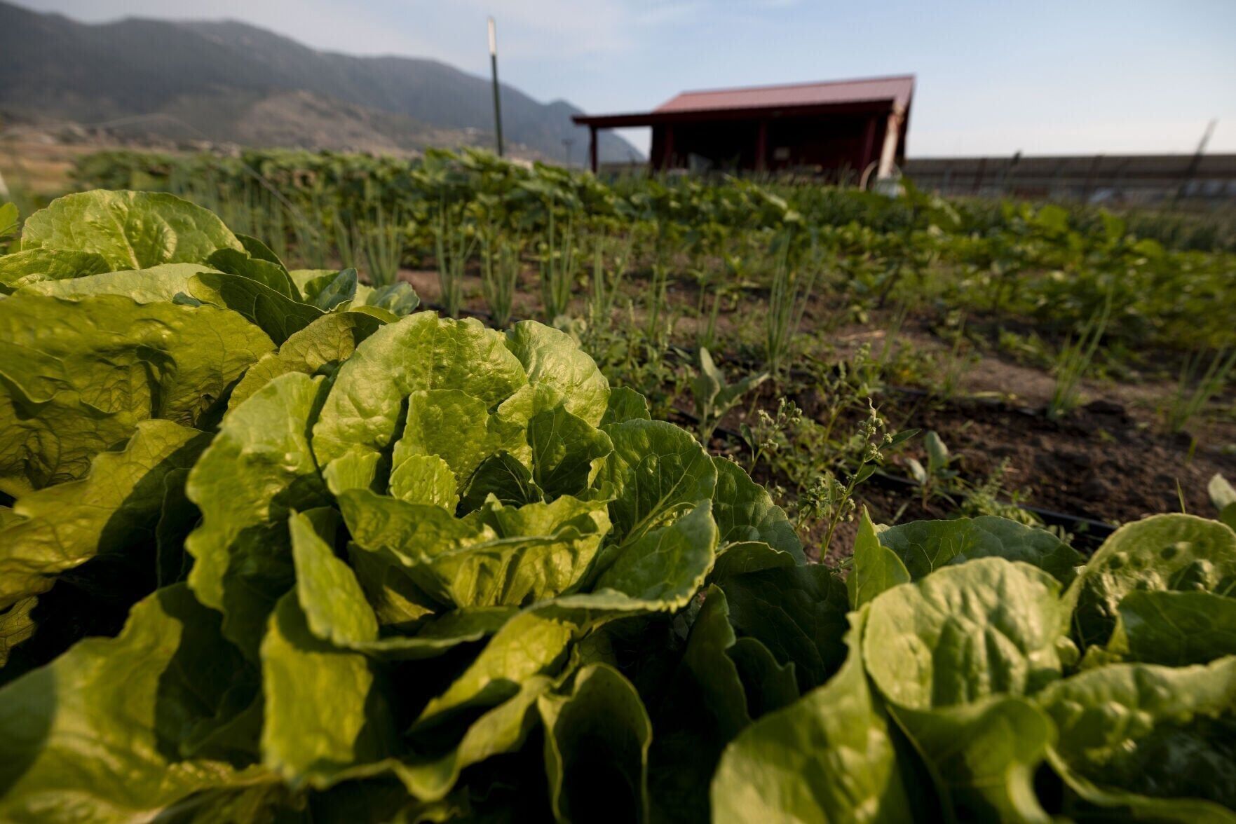 Butte Community Farm