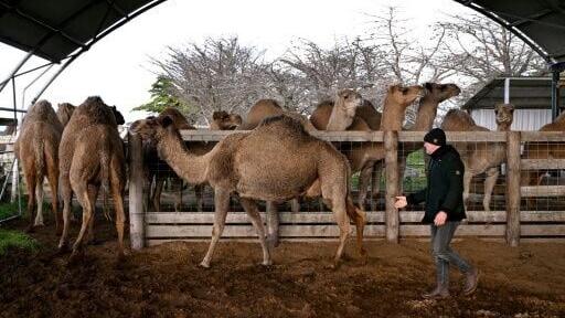 Camel milk sellers say it has a multitude of health benefits, especially for those with allergies