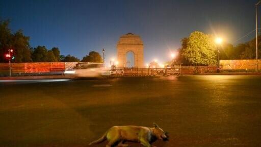 The "Fat Dogs of Delhi" contest, in the style of Alaska's annual Fat Bear Week, has turned Instagram into a virtual polling booth, attracting nearly 100,000 followers