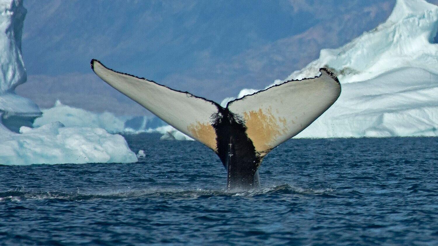 whalefin_featured