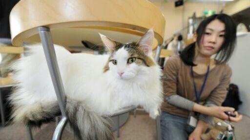 A Japanese customer at a 'cat cafe' in Tokyo