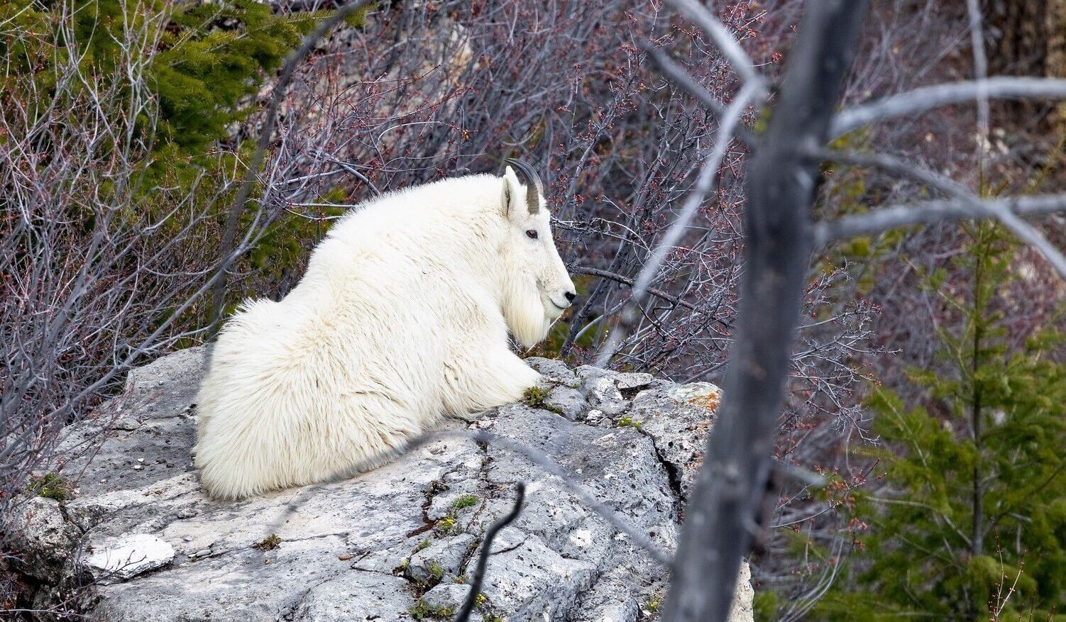 Mountain goat