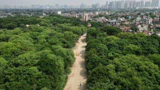 Peepal Baba's trust estimates it has restored vegetation across more than 270,000 hectares