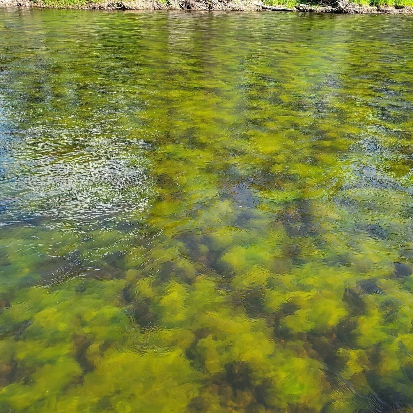 Algae bloom