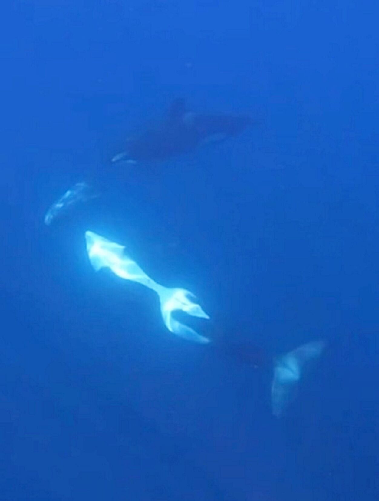 Orcas caught on camera ramming one of worlds heaviest fish so hard it exploded