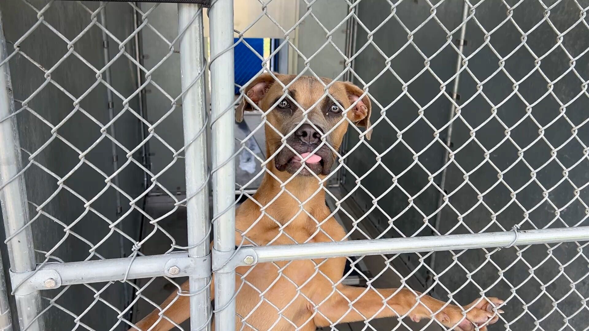 Caddo Animal Shelter