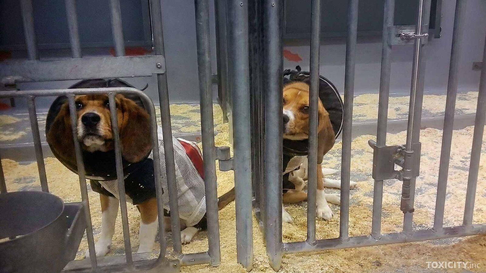 The March to Abolish Animal Testing steps off Sept. 12 in Albany and travels 207 miles west to Marshall BioResources in North Rose, New York.
