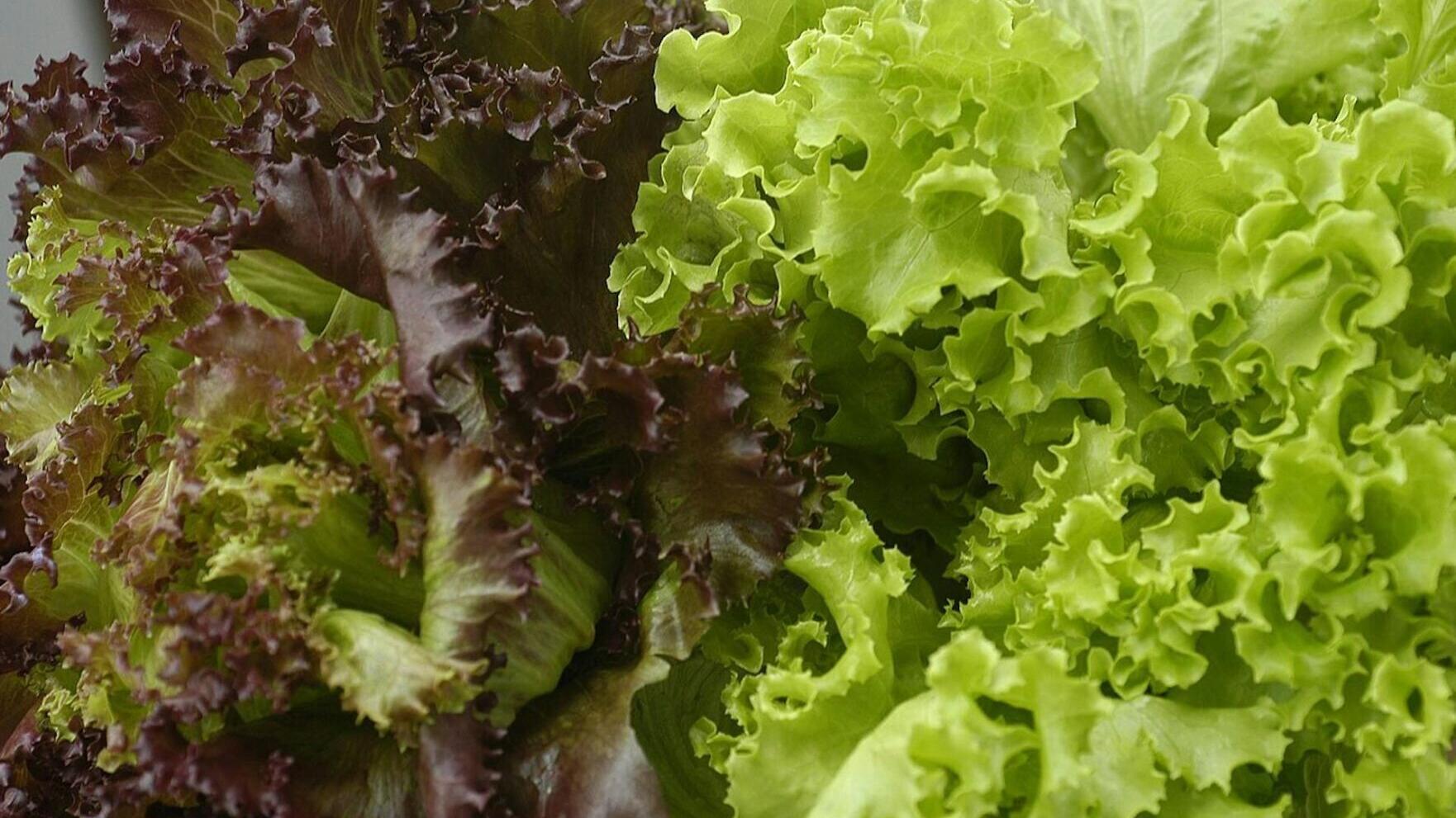 Prewashed greens are extremely convenient, but whole heads of lettuce may be less risky during a cyclospora outbreak.
