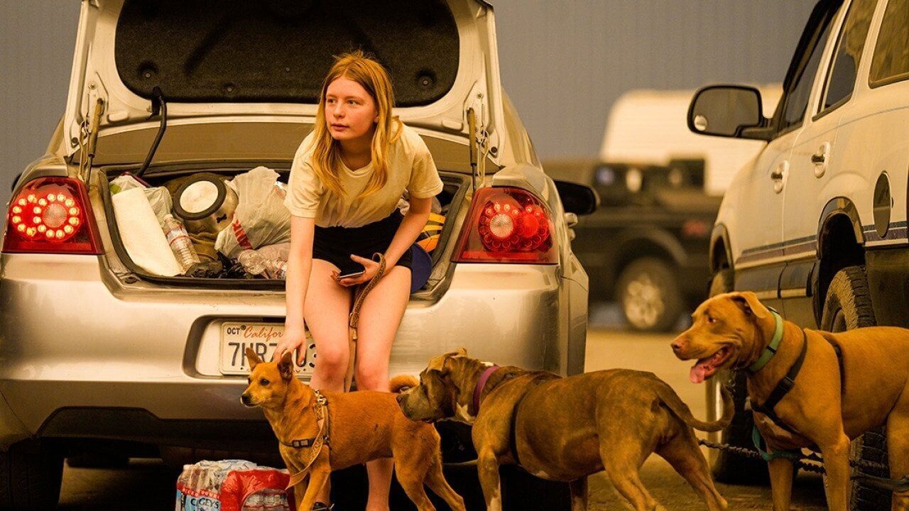 How to prep your pet for a disaster