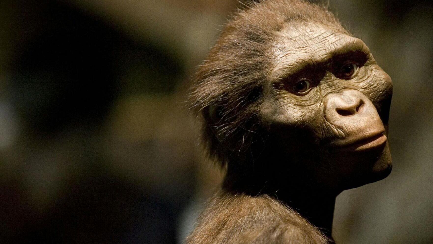 Popular renderings of Lucy tend to dress her in thick, reddish-brown fur.