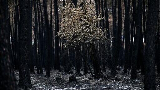 The aftermath of a forest fire in southwest France in August. Wildfires are 'the fastest-growing weather peril globally', Swiss Re says