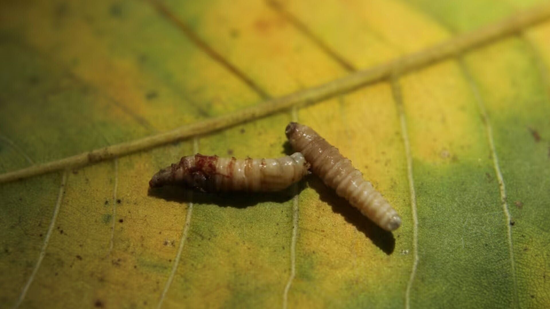 New World screwworm