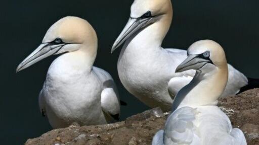 Gannets nesting in northern England