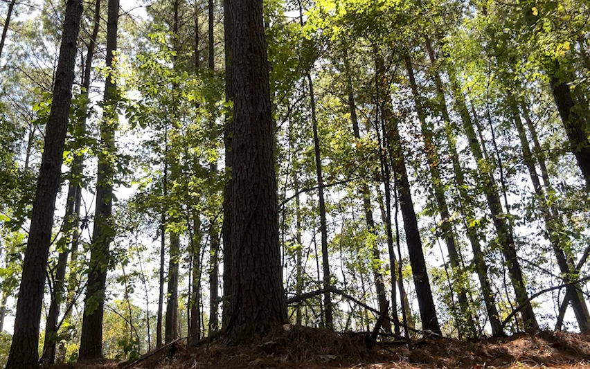 Forest canopy provides shelter from blazing sun